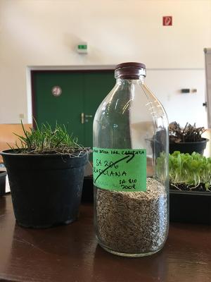 Jungpflanzen selber ziehen