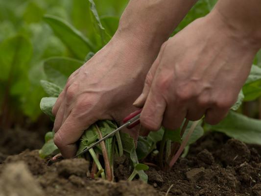 Hände bei der Gemüseernte