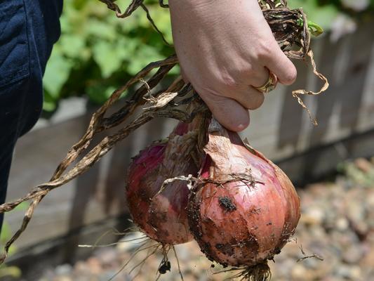 Tipps-fuer-den-gemeinsaftsgarten