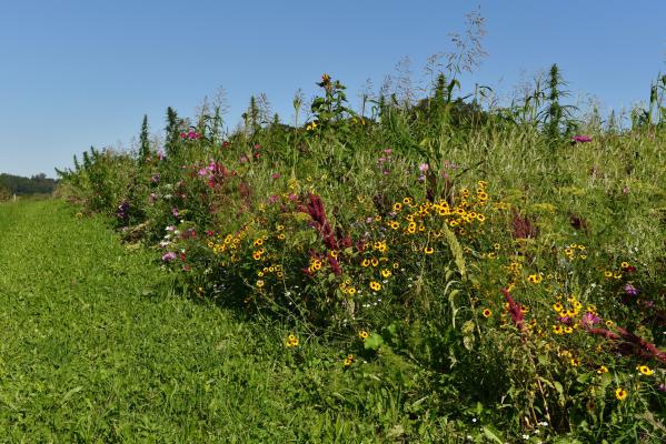 Die Mischkultur FlowerPOWER im ersten Standjahr