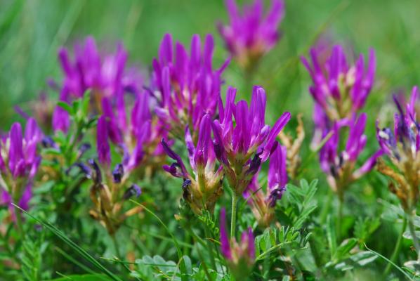 Astragalus onobrychis: eine Steppenart die in den Trockenrasen für Farbe sorgt 