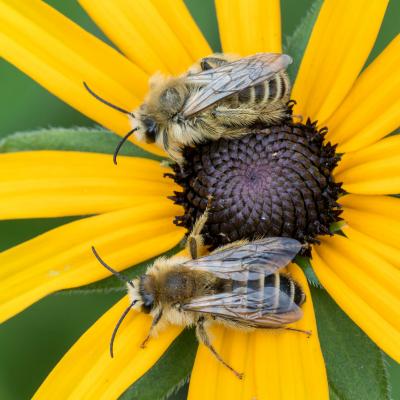 Hosenbienen auf Rudbeckia-Blüte