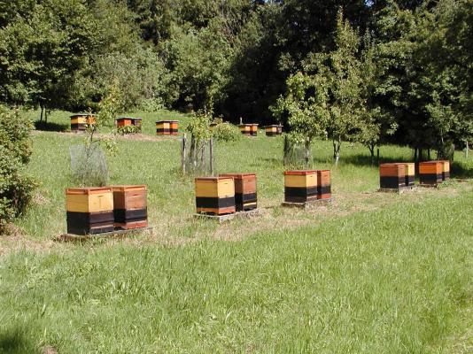 Wiesen voller Bienenstöcke