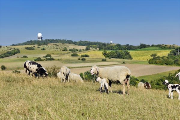 Schafe am Buschberg, im Hintergrund die beiden Radarkugeln 