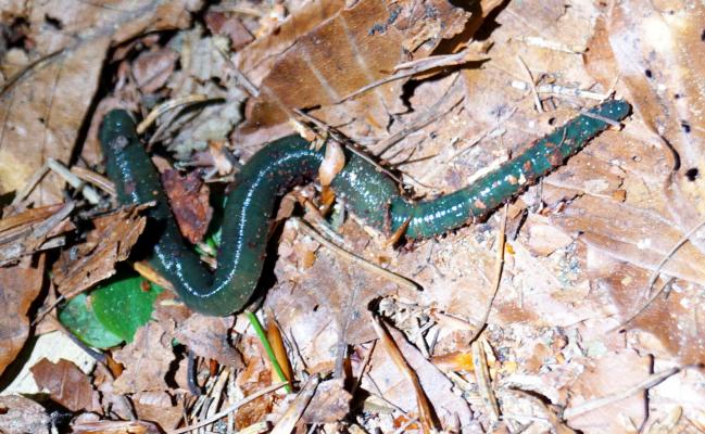 Der Samaragdgrüne Regenwurm lebt unter den Buchenbeständen der Glocke.