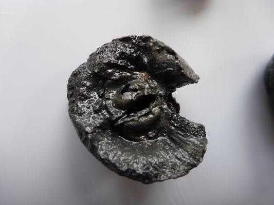 Verkohlte Wildapfelhälfte aus der Siedlung Mooswinkel. Wildäpfel wurden bereits vor ca. 6000 Jahren gesammelt. 