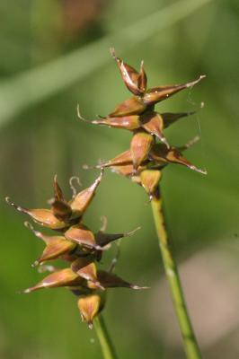 Carex davalliana - Davall-Segge