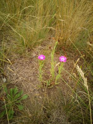 Dianthus collinus, blühende Pflanzen