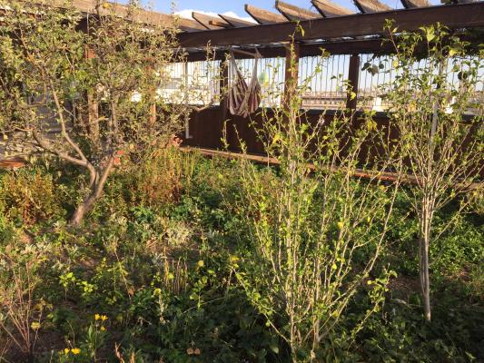 derzeit ist der Dachgarten vernachlässigt, Straucheibisch (Hibiscus syriacus) breitet sich aus