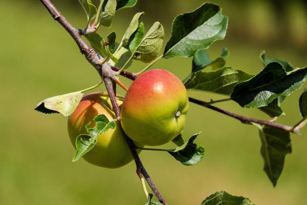 Früchte der Apfelsorte Kronprinz Rudolph