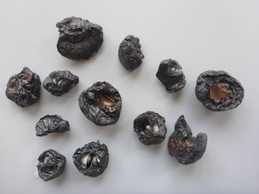 Verkohlte Wildäpfel, die bei der Ausgrabung in der Siedlung Mooswinkel gefunden wurden