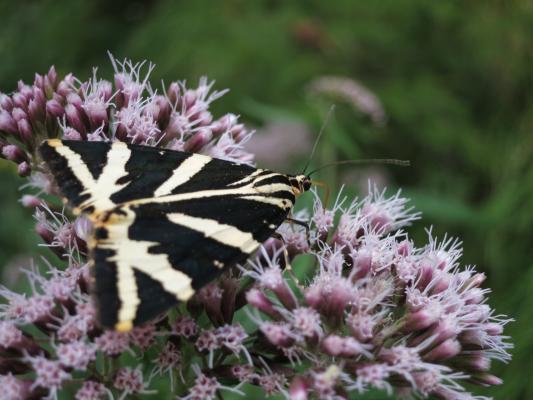 Russischer Bär (Schmetterling)
