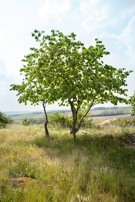 Vogelkirsche