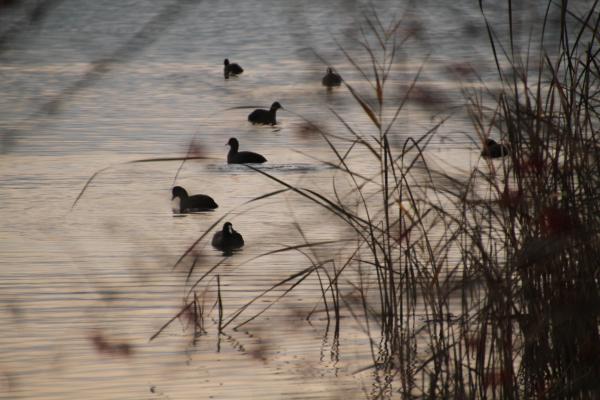 Blässhühner im Wasser