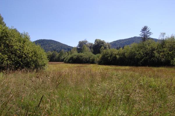 Pfeifengraswiese