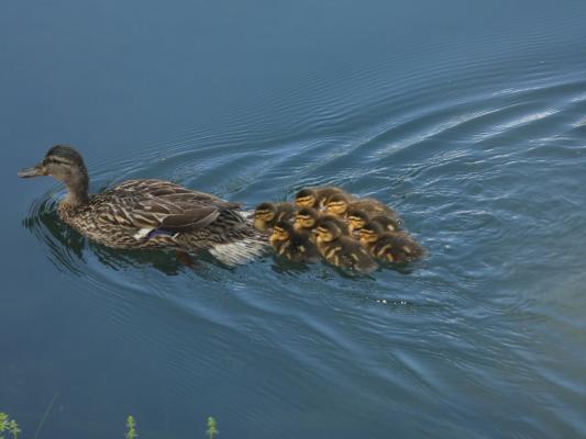 Stockente, Weibchen mit Jungen im Wasser
