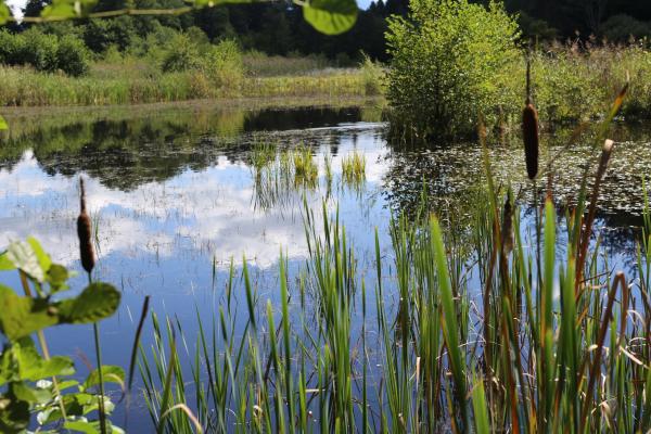 Teich