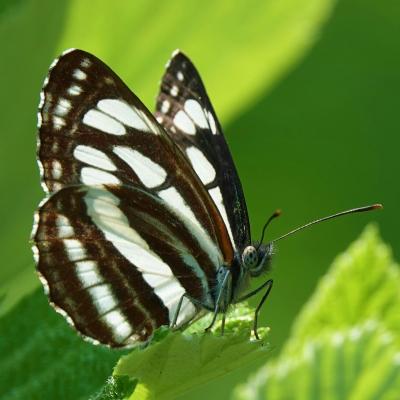 Schwarzbrauner Trauerfalter, Schmetterling mit schwarz-weißer Zeichnung der Flügel