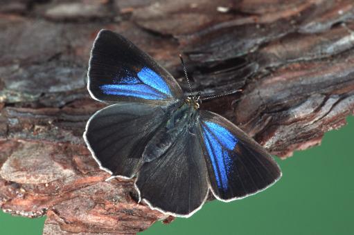 Blauer Eichen-Zipfelfalter