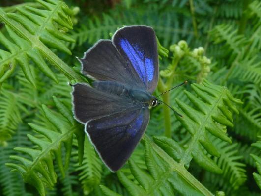 Blauer Eichen-Zipfelfalter