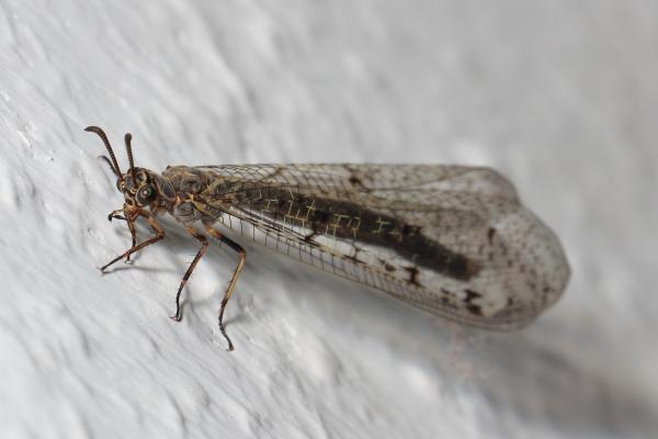 Geflecktflügelige Ameisenjungfer