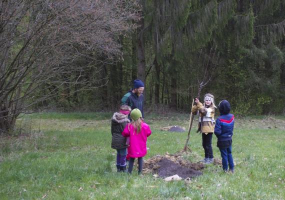 Bäume pflanzen Cambium