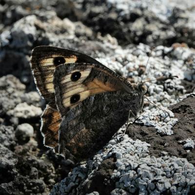Ockerbindiger Samtfalter