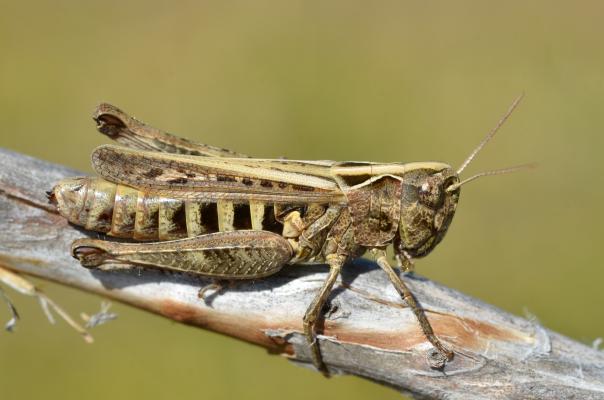 Rotleibiger Grashüpfer