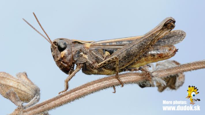 Rotleibiger Grashüpfer
