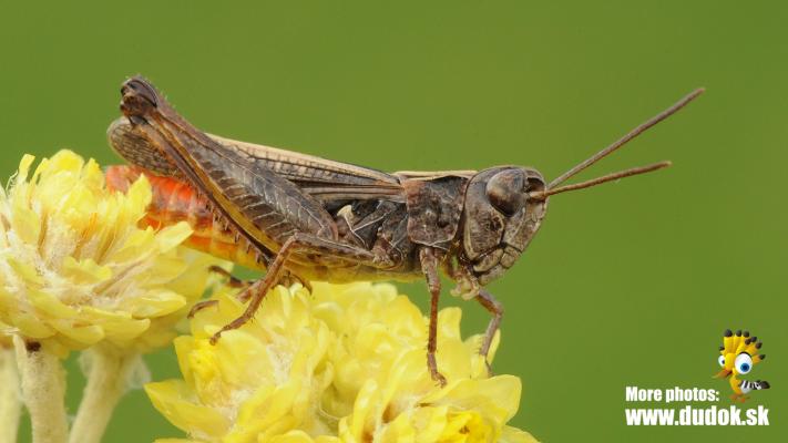 Rotleibiger Grashüpfer