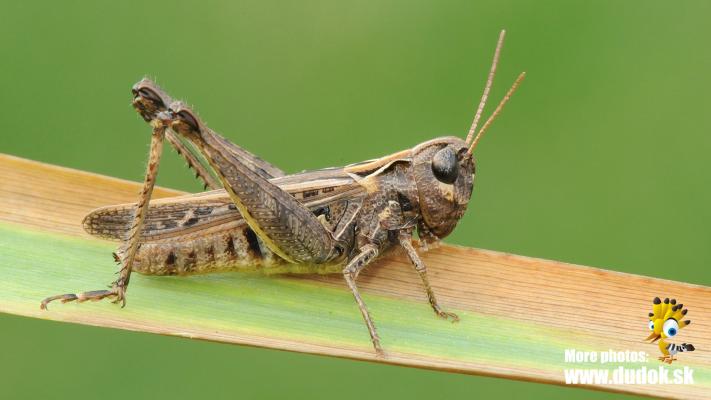 Rotleibiger Grashüpfer