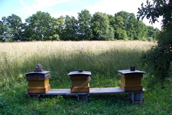 Bienenstöcke Streuobstwiese 