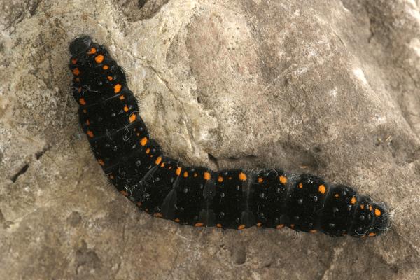 Apollo Raupe
