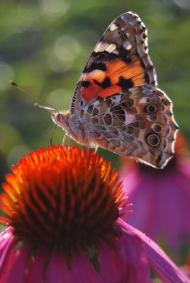 Distelfalter, häufigster Schmetterling im Garten 2019