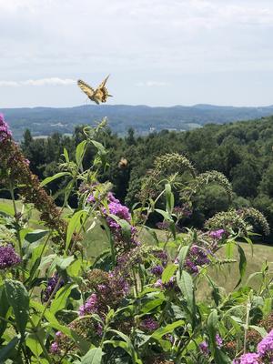 Most liked Schmetterling im Garten 2019, Schwalbenschwanz