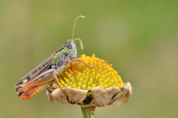 Schwarzfleckiger Grashüpfer
