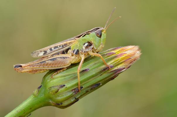 Schwarzfleckiger Grashüpfer