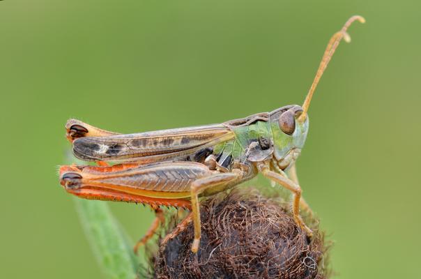 Schwarzfleckiger Grashüpfer