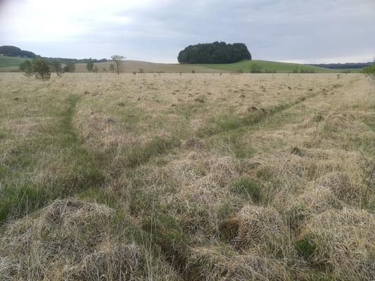 In den offenen, ungemähten Moorwiesen des Vogelschutzgebietes Pfeiferanger kommen Bekassine und Brachvogel mit ihren höchsten Dichten vor. 