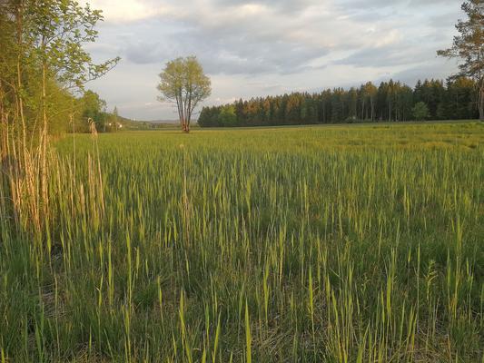 eine renaturierte Moorwiese am Heratinger See