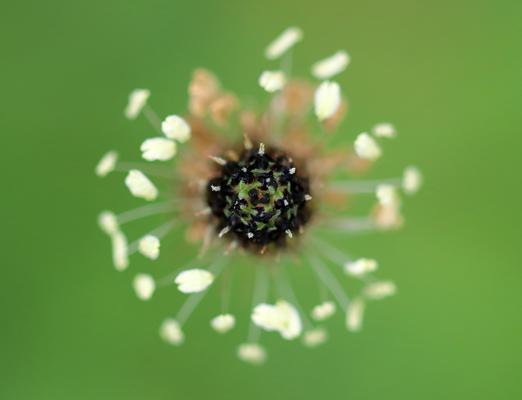 Nahaufnahme einer Wegerich-Blüte von oben