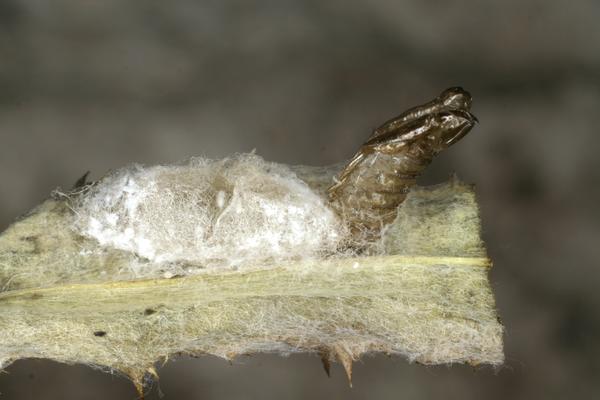 Raupe Widderchen
