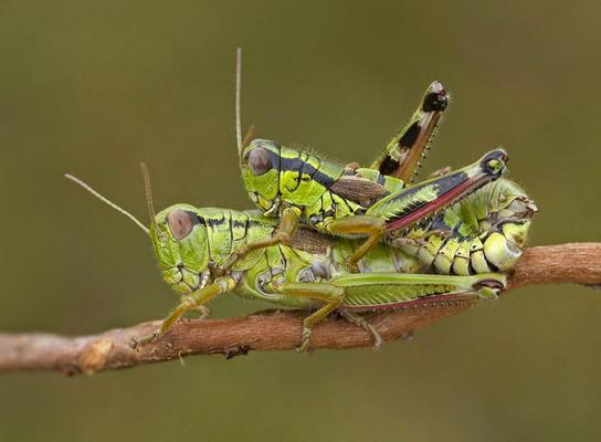 Alpine Gebirgsschrecken, Miramella alpina, bei der Paarung auf einem Ast