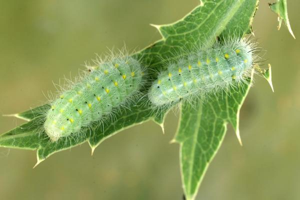 Raupe Widderchen