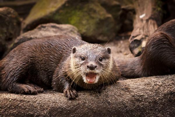 Fischotter sind hochspezialisierte Jäger