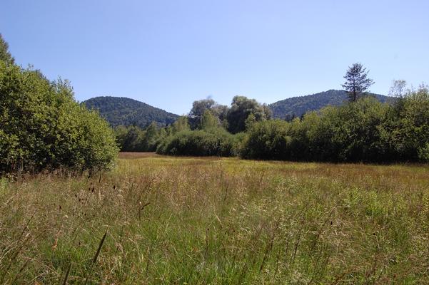Pfeifengraswiese