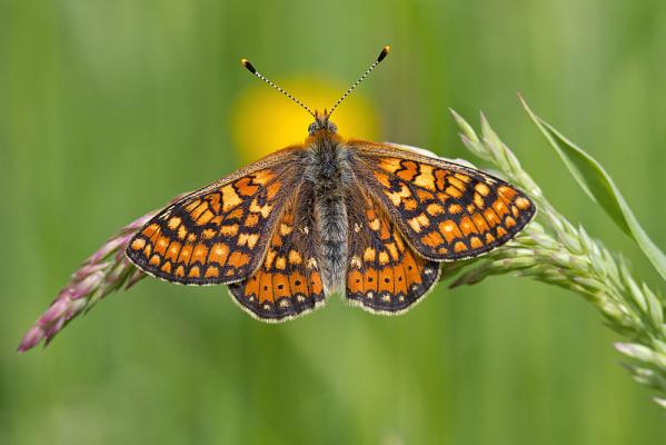 Goldener Scheckenfalter