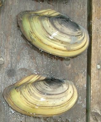 Große Teichmuschel