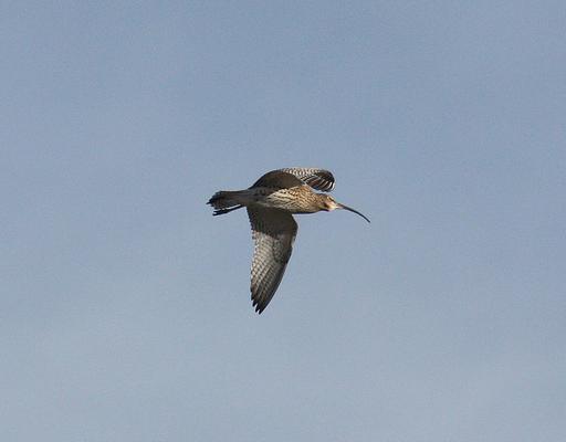 Großer Brachvogel