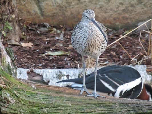 Großer Brachvogel